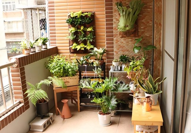 陽台植物