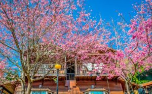 拉拉山恩愛農場